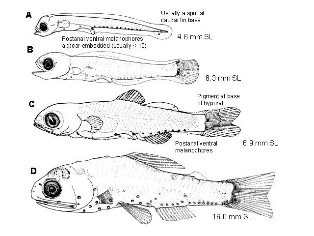 Diaphus theta