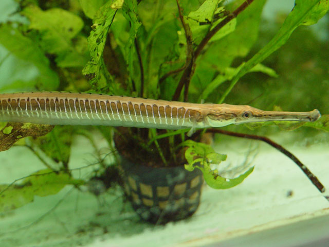 Doryichthys boaja