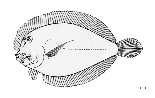 Engyprosopon macrolepis