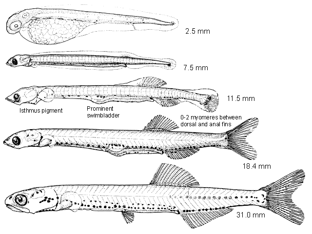 Engraulis mordax