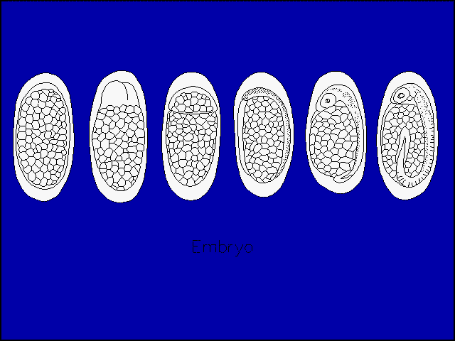 Engraulis ringens