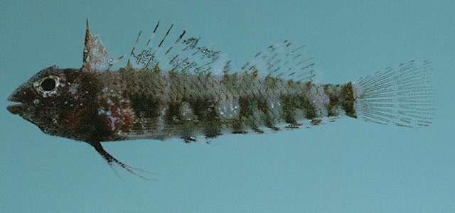 Enneapterygius ventermaculus