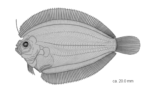 Engyprosopon xenandrus