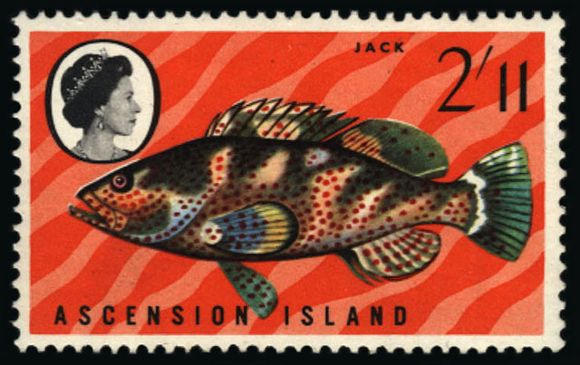 Epinephelus adscensionis