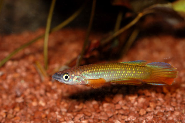 Epiplatys fasciolatus