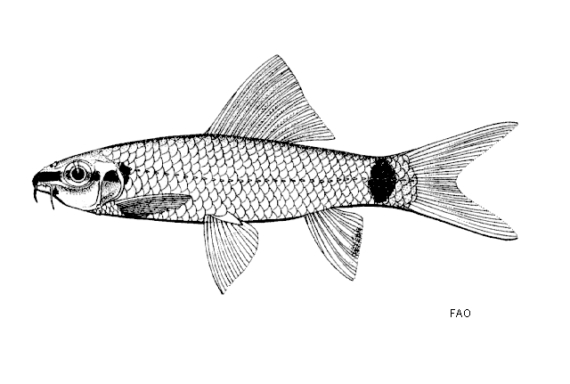 Epalzeorhynchos frenatus