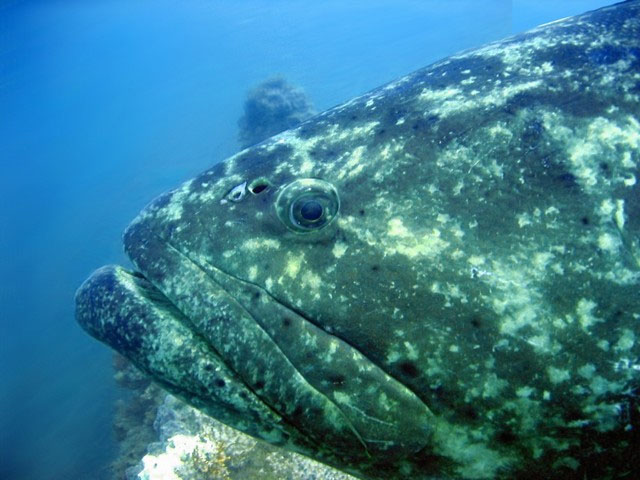 Epinephelus itajara