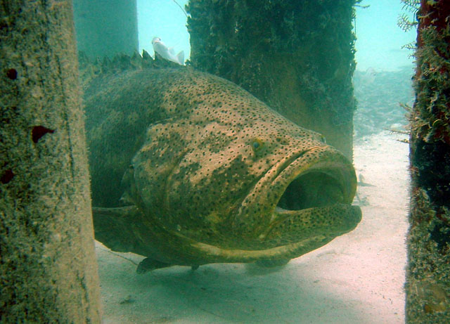 Epinephelus itajara