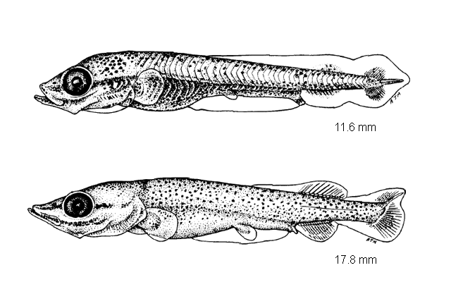 Esox americanus