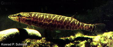 Esox americanus