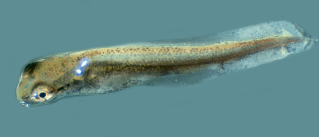 Esox lucius