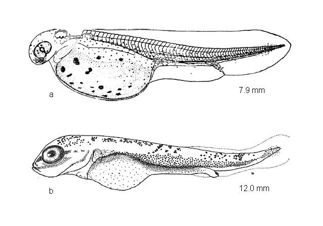 Esox lucius