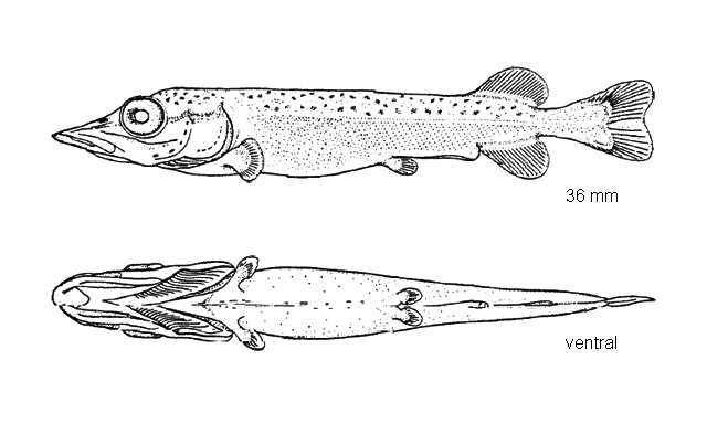 Esox lucius