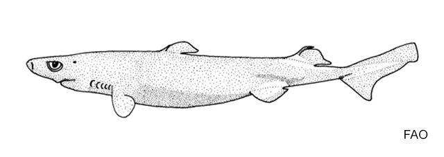 Etmopterus baxteri