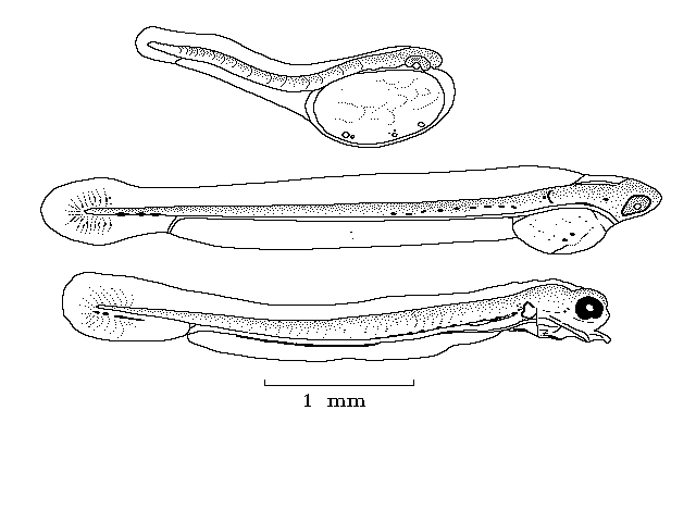 Ethmalosa fimbriata