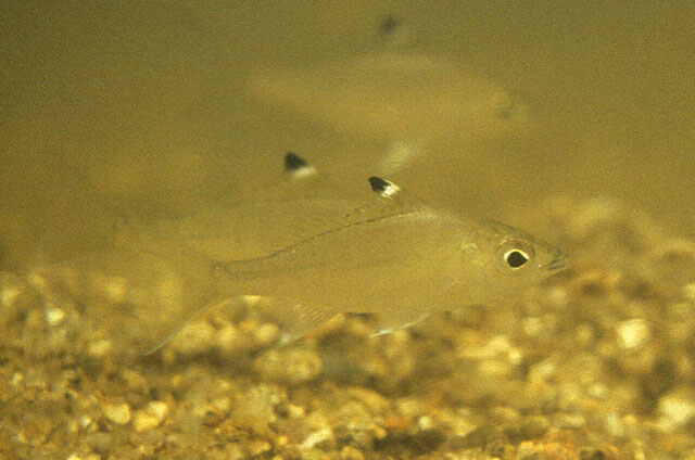 Eucinostomus melanopterus