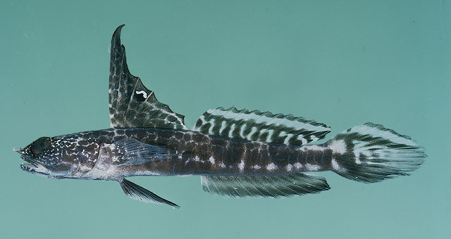 Tomiyamichthys dorsostigma