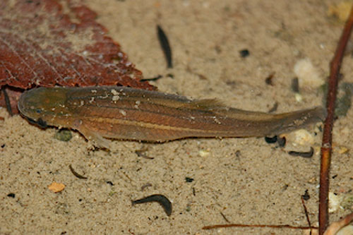 Forbesichthys agassizii