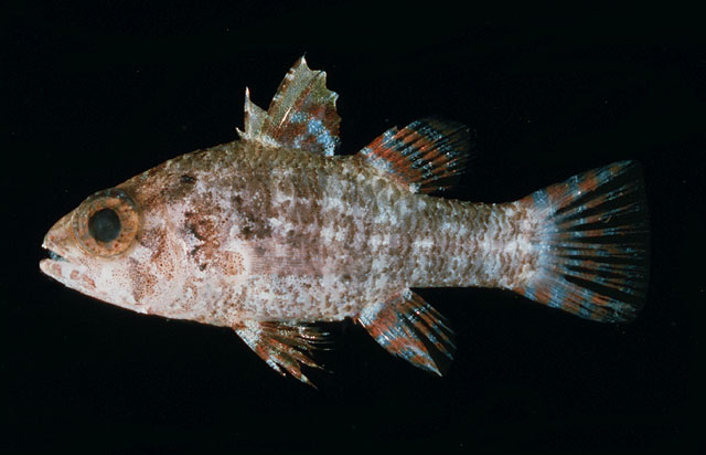 Fovai_u7.jpg