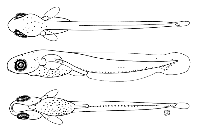 Fundulus diaphanus