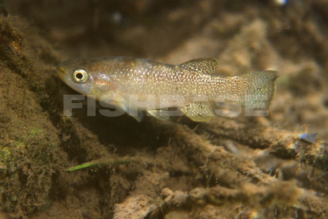 Fundulus grandis