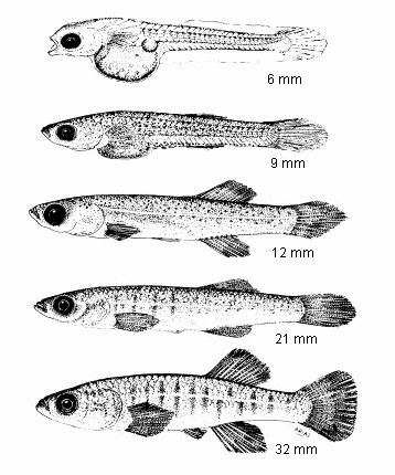 Fundulus heteroclitus