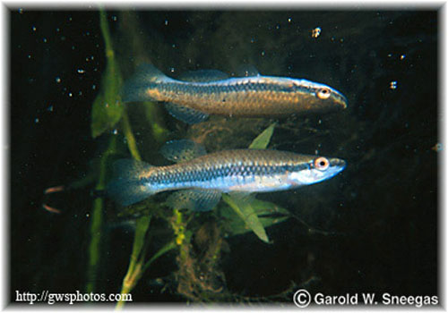 Fundulus notatus