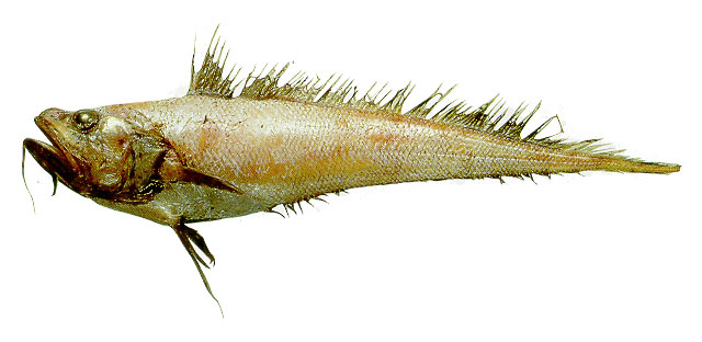 Gadomus arcuatus