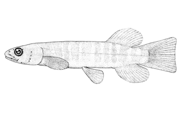 Galaxias argenteus