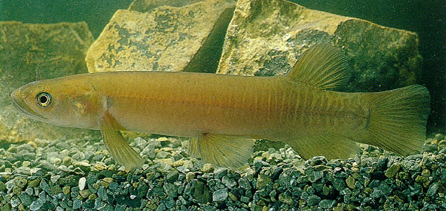 Galaxias fasciatus