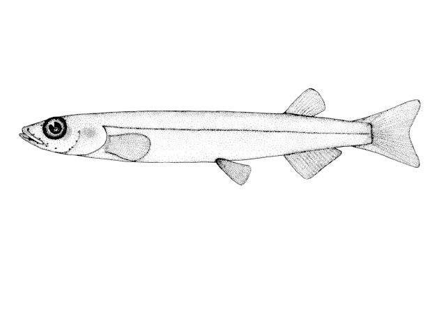 Galaxias gracilis