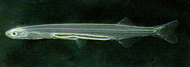 Galaxias maculatus