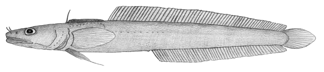 Gaidropsarus pakhorukovi