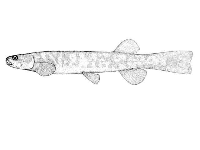 Galaxias paucispondylus