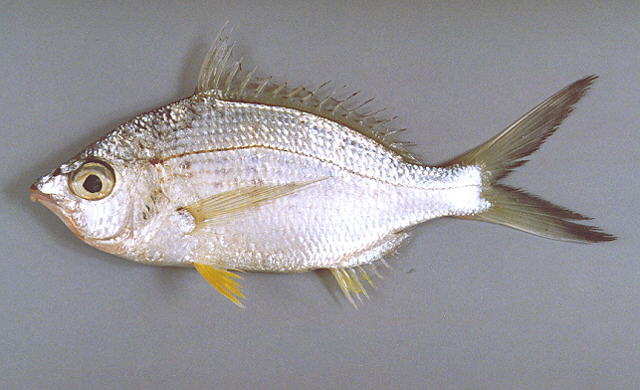 Gerres longirostris