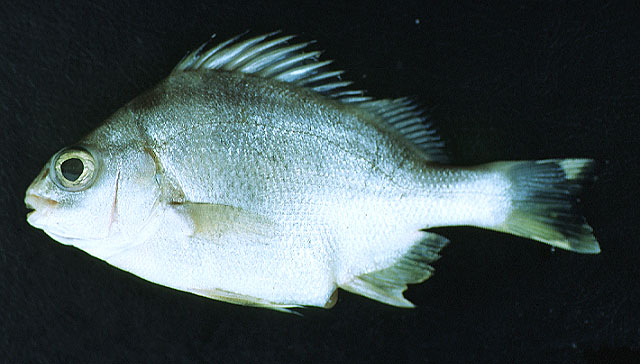 Genyatremus luteus