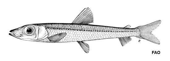 Glossanodon leioglossus