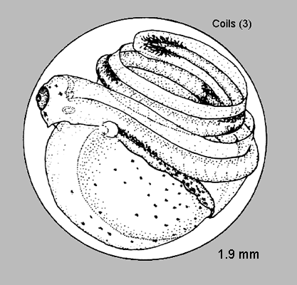 Glyptocephalus zachirus