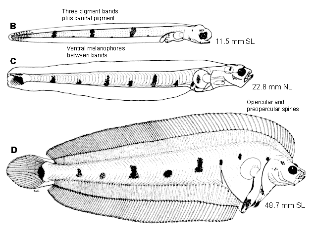 Glyptocephalus zachirus