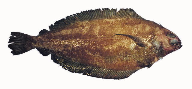 Glyptocephalus zachirus