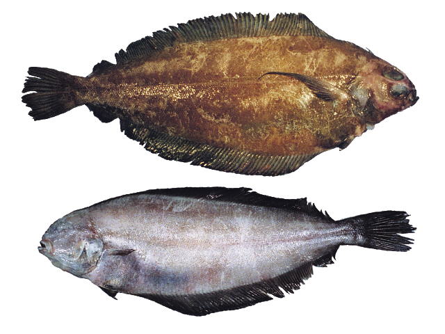 Glyptocephalus zachirus