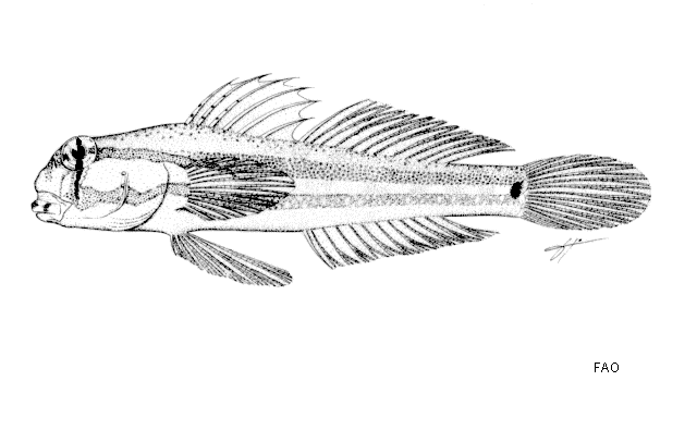 Gnatholepis anjerensis