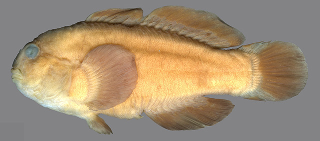 Gobiodon bilineatus