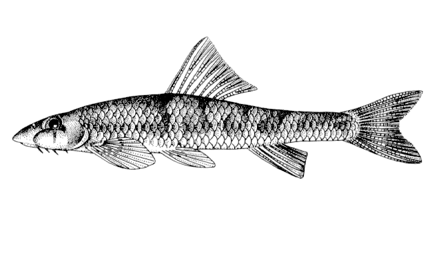 Gobiobotia brevibarba