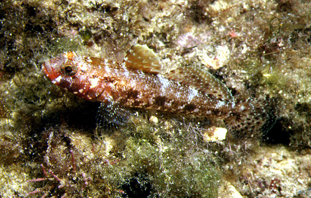 Gobius cruentatus