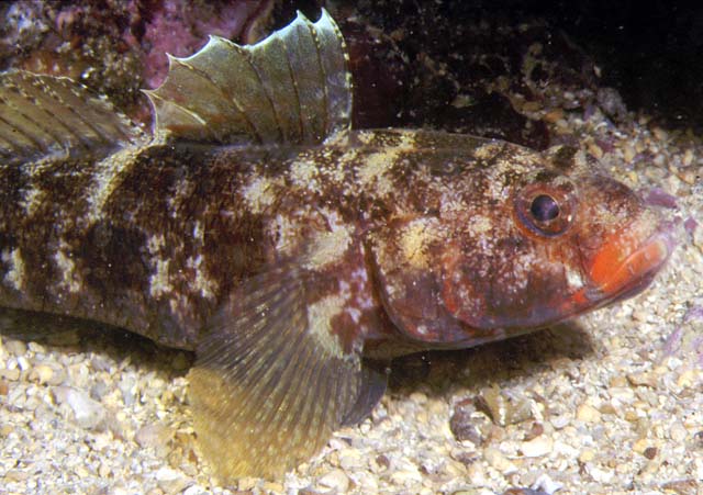 Gobius cruentatus