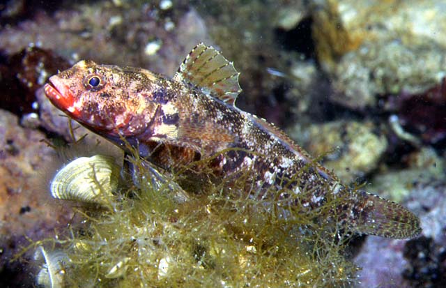 Gobius cruentatus