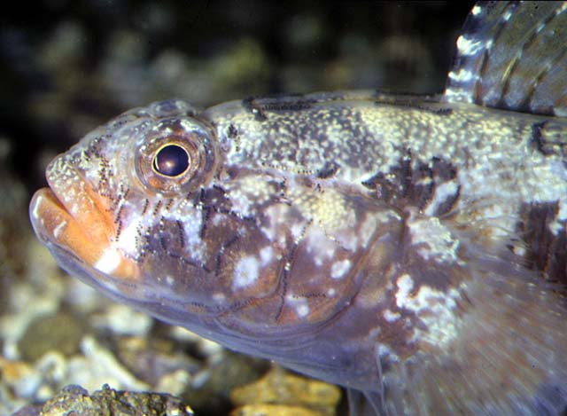 Gobius cruentatus