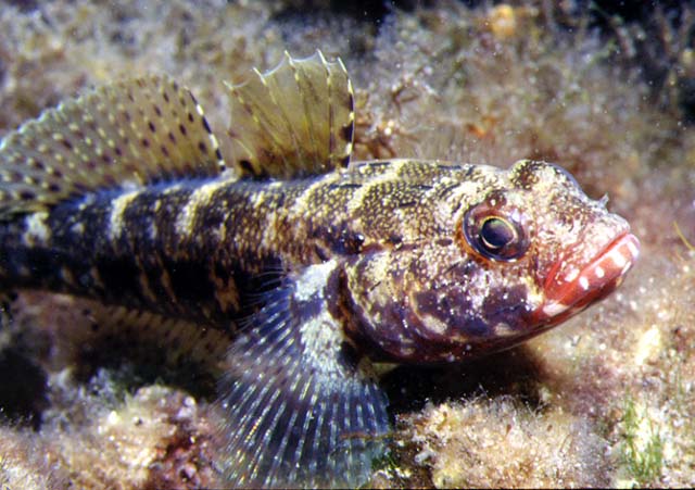 Gobius cruentatus