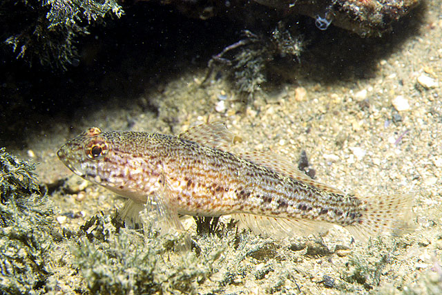 Gobius fallax